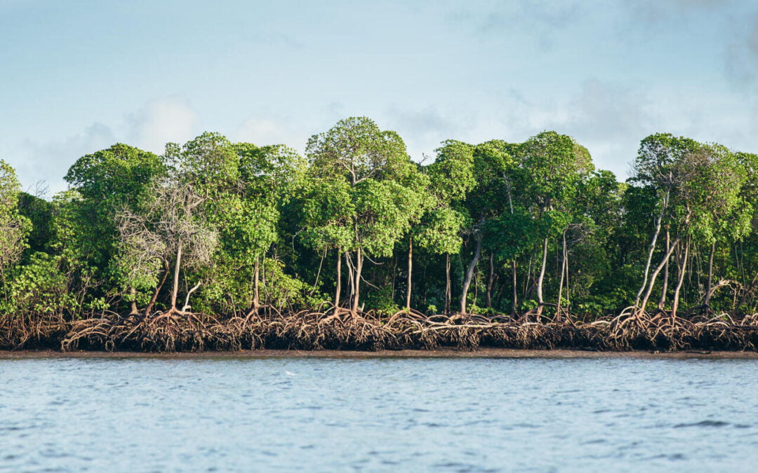 Mighty Mangroves | Explore These Forest Wonderlands Found Around the Globe | WWF