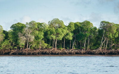 Mighty Mangroves | Explore These Forest Wonderlands Found Around the Globe | WWF