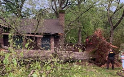 Check for problem trees in your yard before hurricane season arrives | 12 on your side