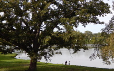 Mentally and Physically, Trees Make a Difference – Arbor Day Blog