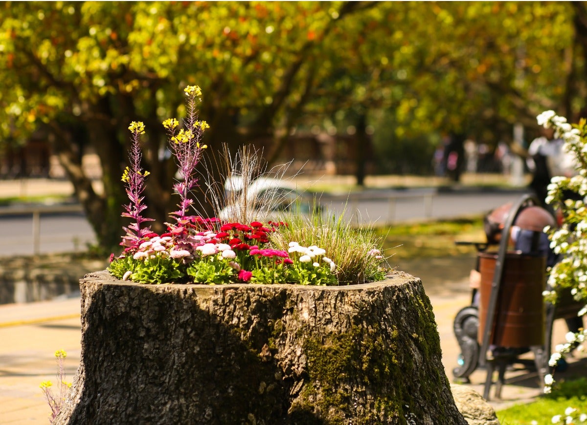 garden on old stump