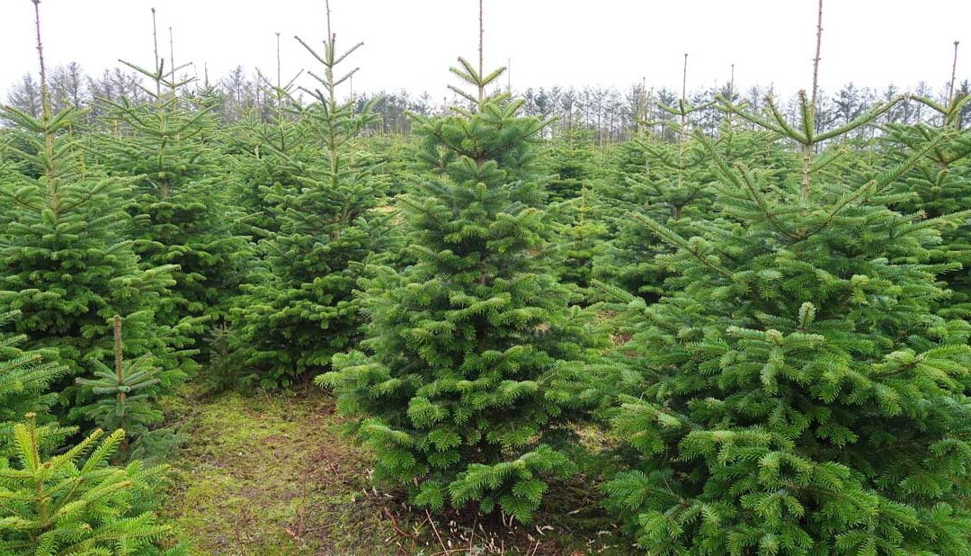 Tree plantations can get better with age — but original habitats are best | ScienceDaily