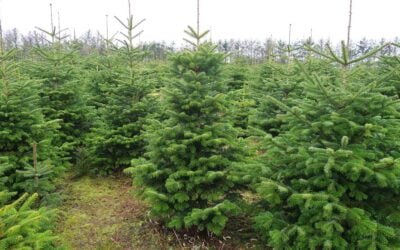 Tree plantations can get better with age — but original habitats are best | ScienceDaily