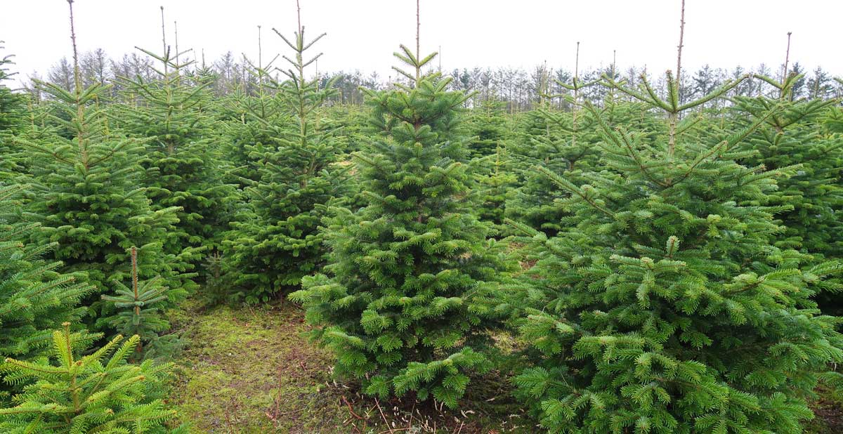 christmas tree plantation