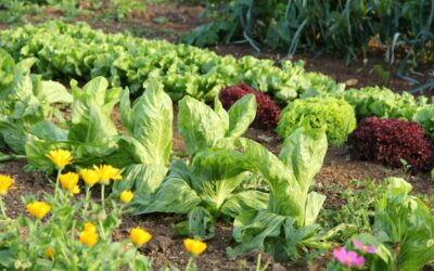 How to Prevent Weeds From Growing in Your Garden—for Good | Bob Villa