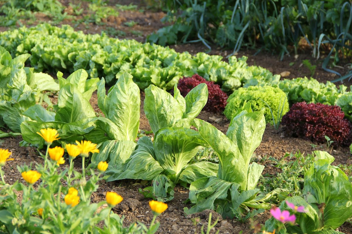 beautiful garden