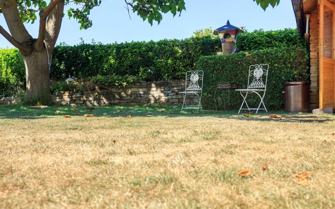 The Best Drought-Resistant Grass for Dry Summers | Bob Villa