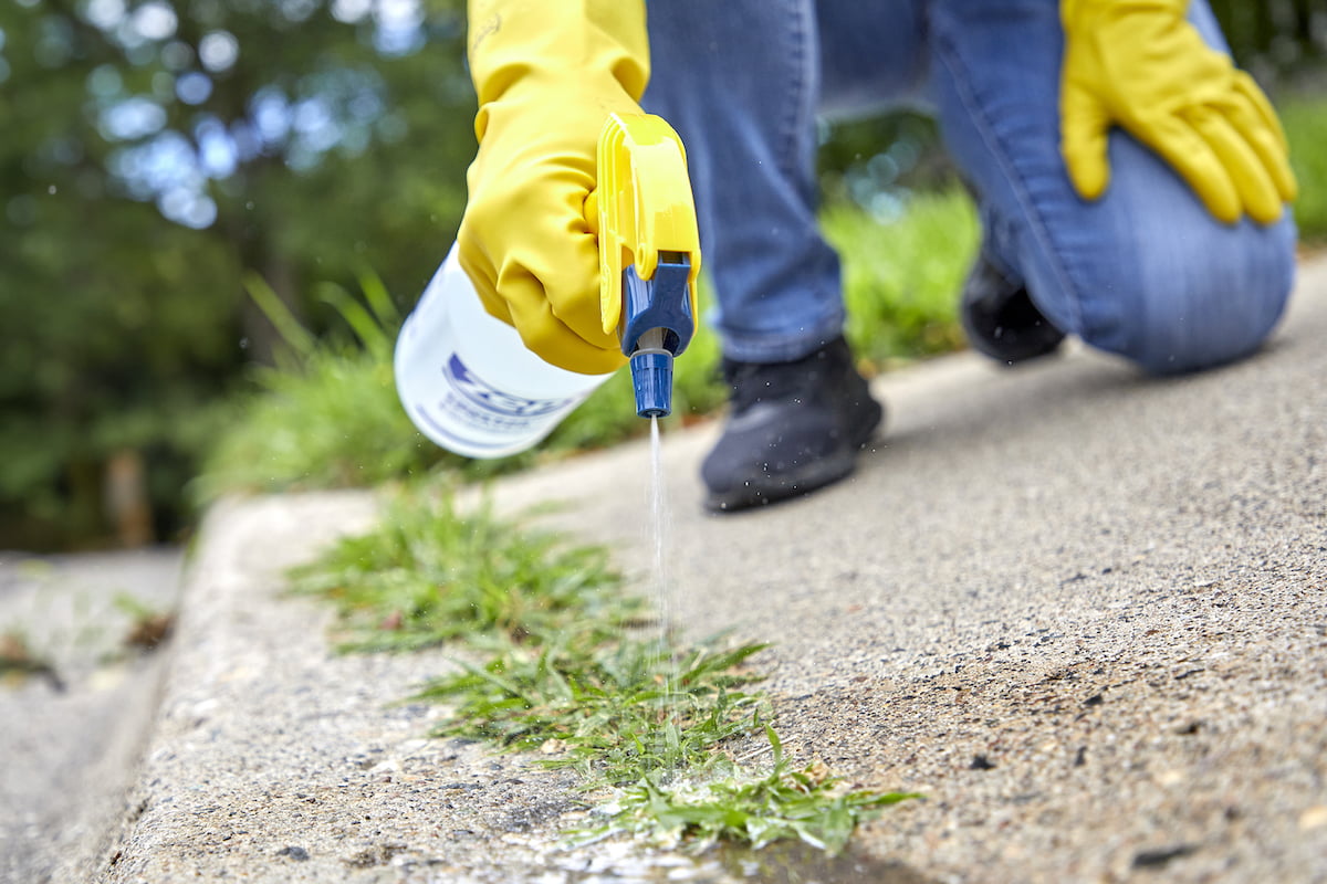 spraying weeds