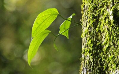 Trees Reveal Climate Surprise: Bark Removes Methane from the Atmosphere | Good News Network