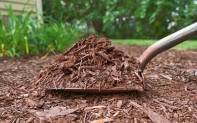 How to Plant a Tree | Watering, Mulching, Staking and More – Bob Vila