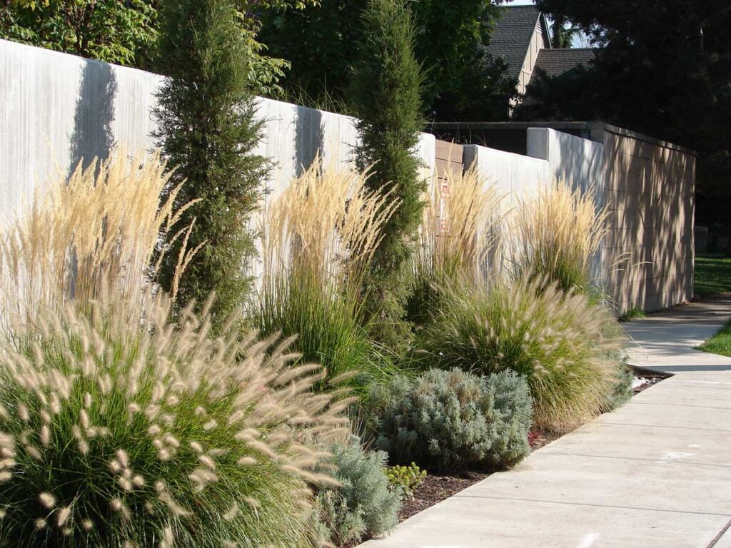 ornamental grass