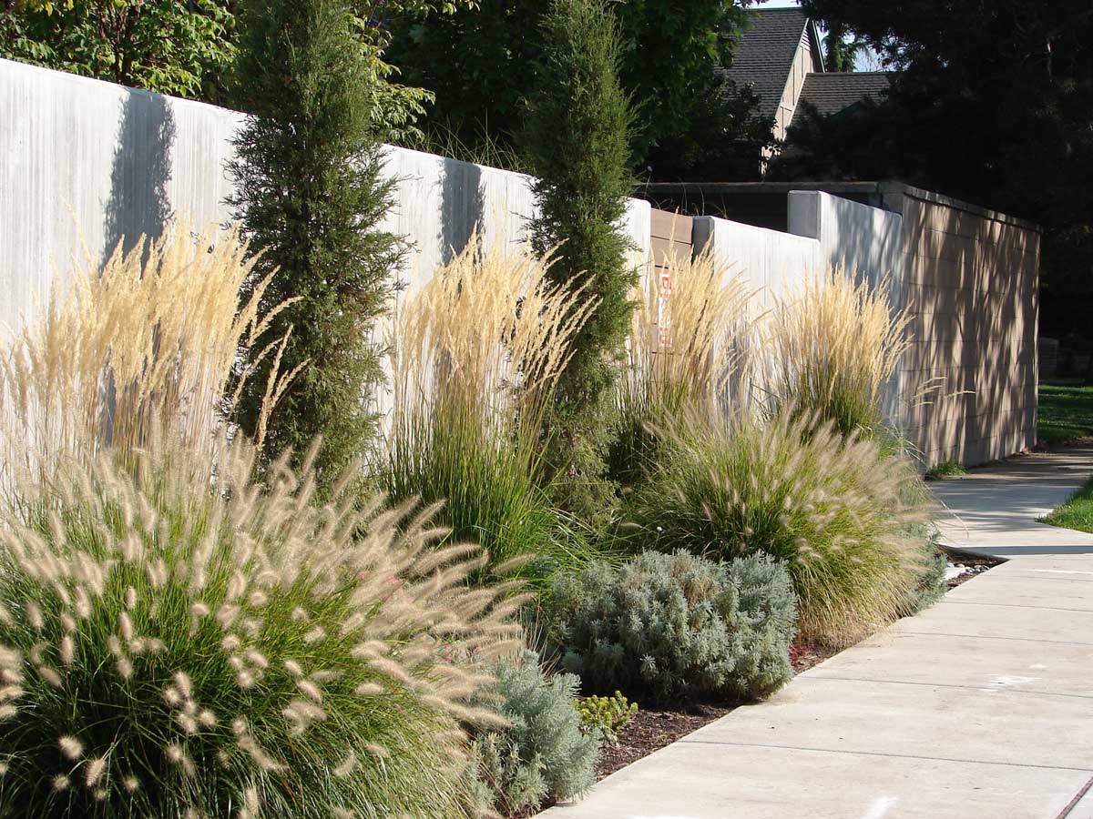 ornamental grass