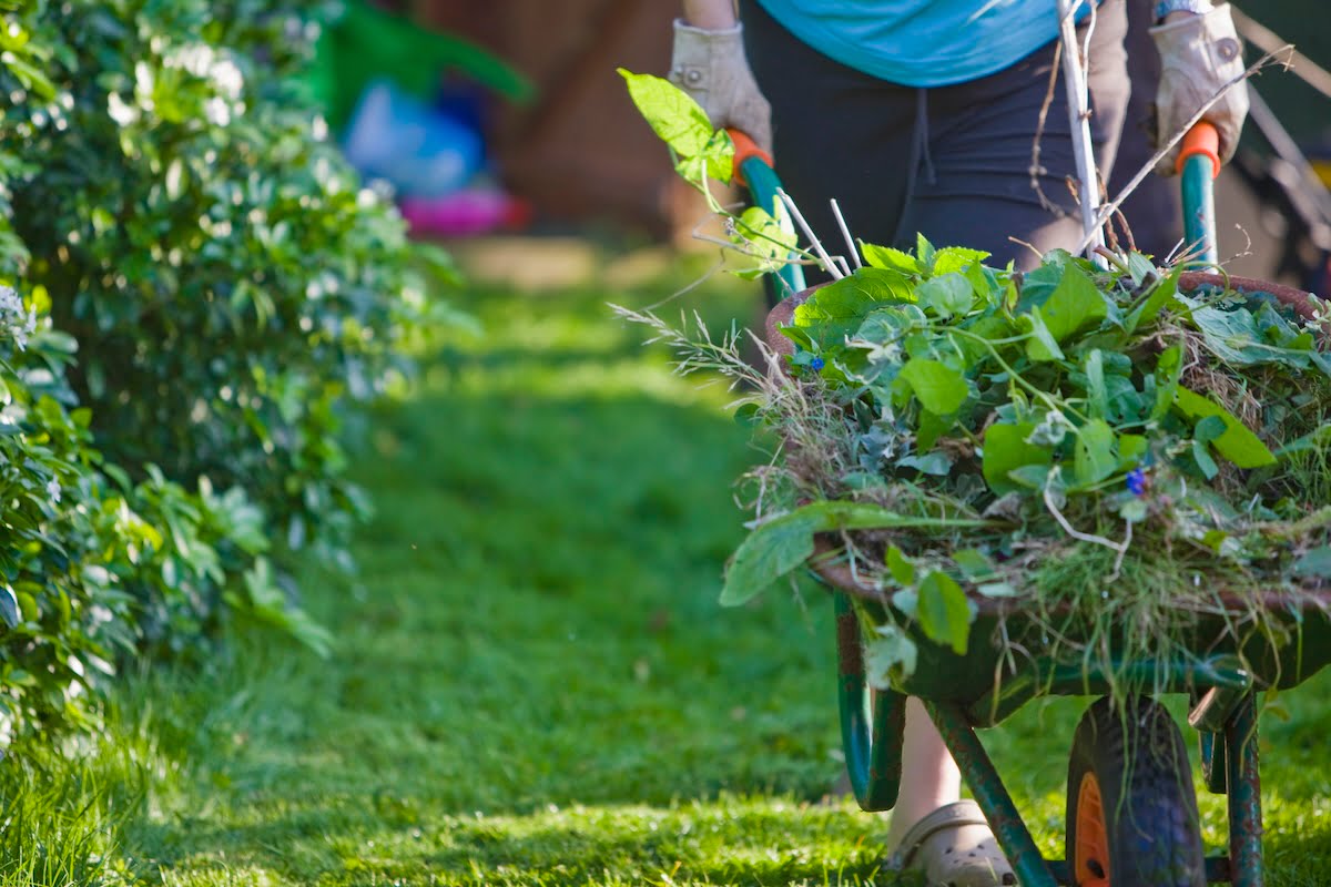wheelbarrow full of weeds