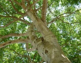 3 remarkable trees: A living fossil, a deadly canopy, and the world’s biggest seeds that were once mounted in gold by royals | Live Science