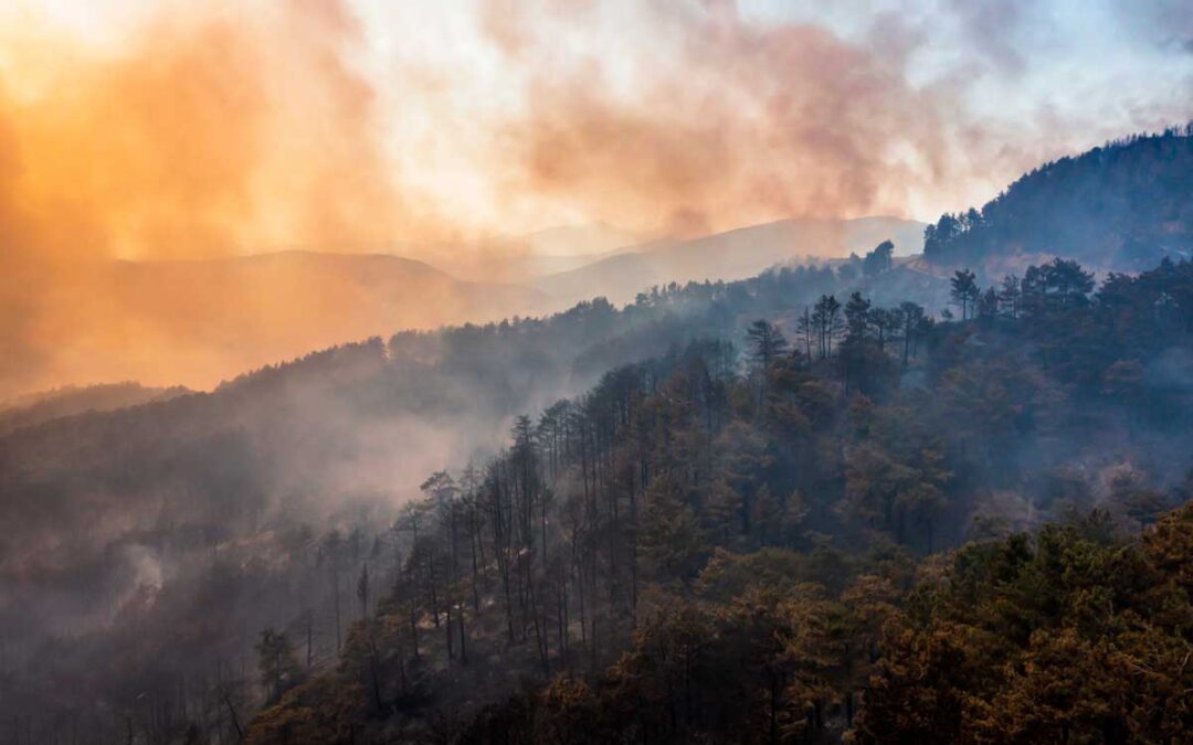 Wildfire smoke has a silver lining: It can help protect vulnerable tree seedlings | ScienceDaily