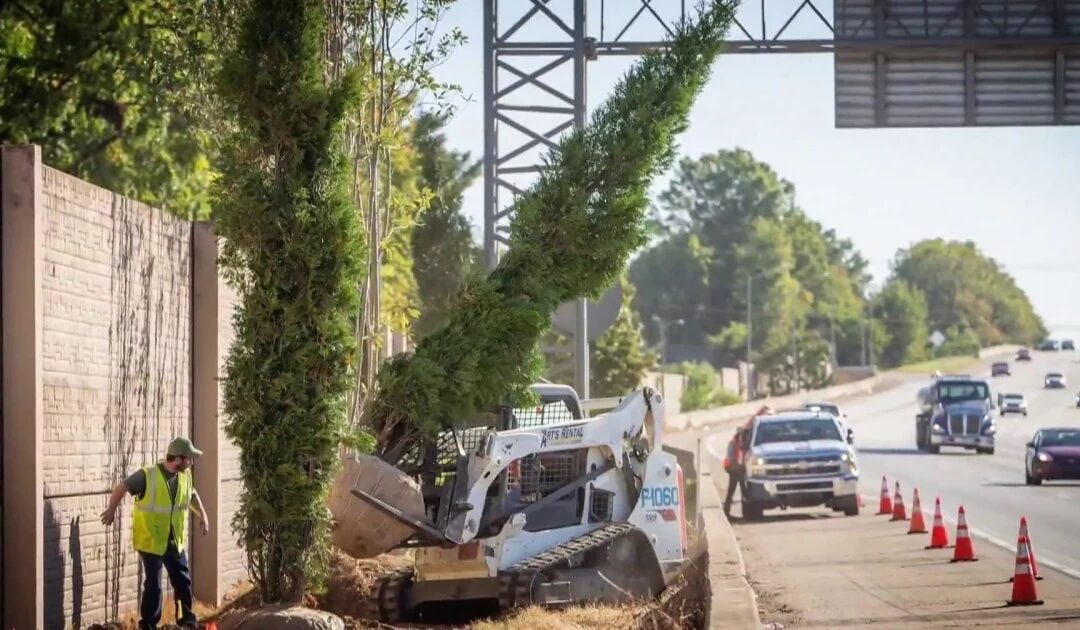 Does planting trees help improve the health of communities? | Today.com