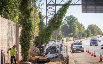 Does planting trees help improve the health of communities? | Today.com