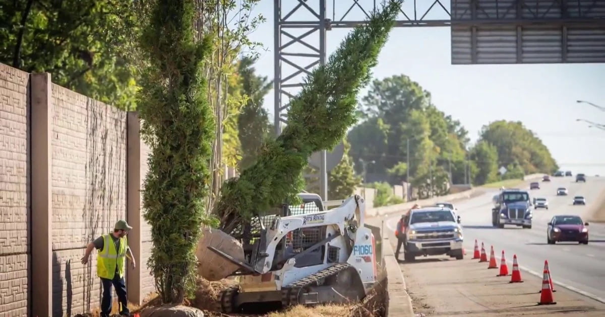 tree planting along the roadside