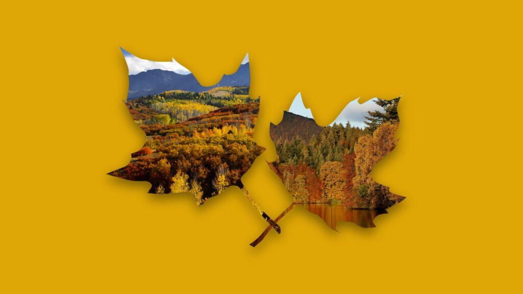 fall leaves graphic