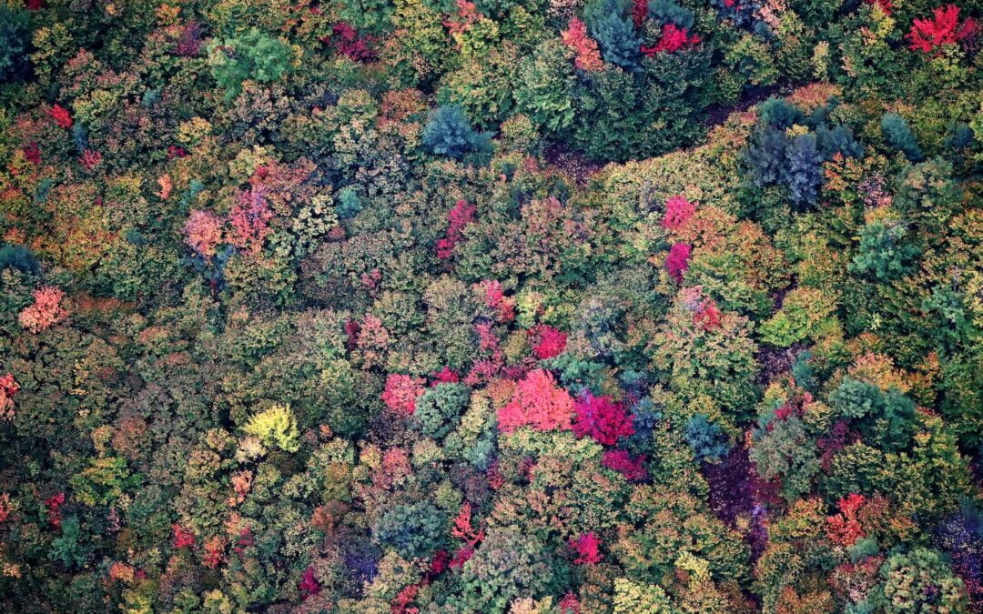 In Massachusetts? Or a New Hampshire fall? Whose leaf game rules? | Boston Globe