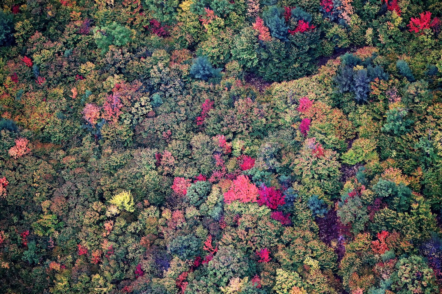 fall trees over road aerial shot