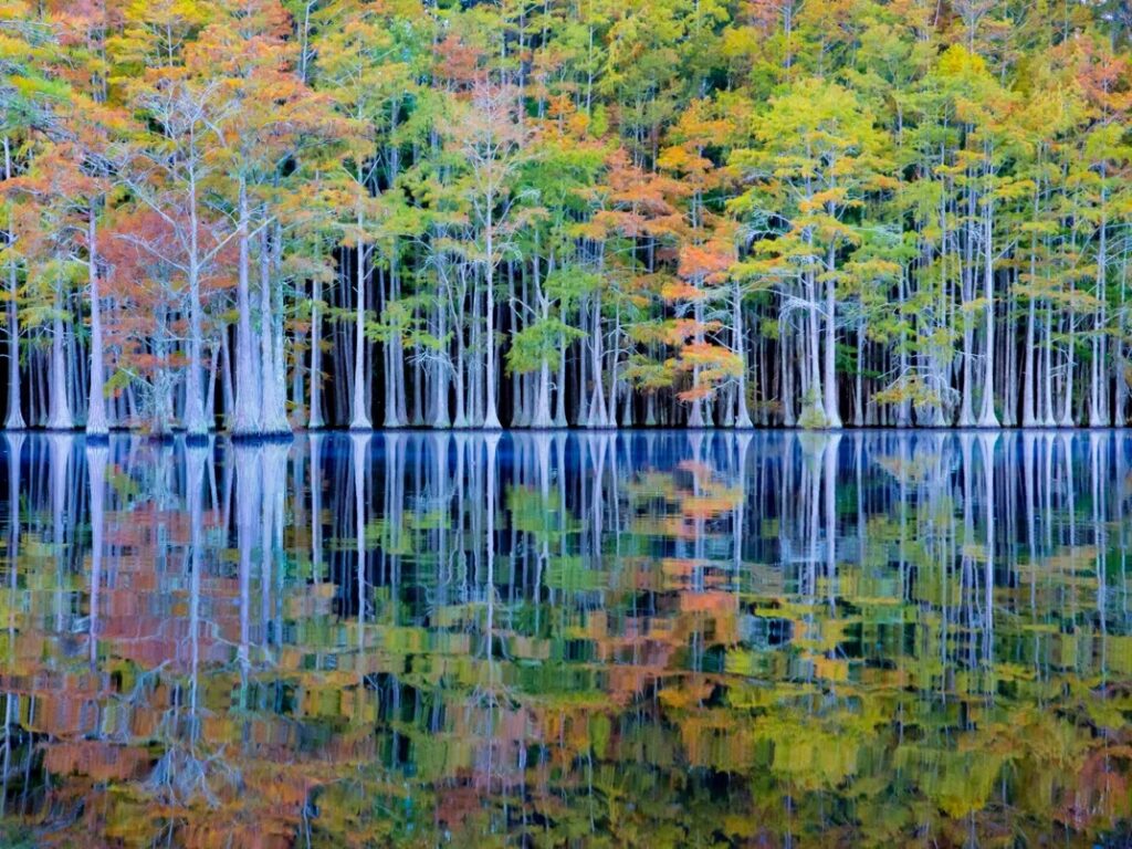 Like a work of art by a classical painter, the reflected leaves of the trees resemble small brushstrokes.