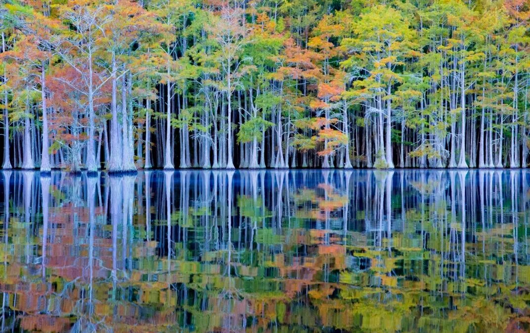 Honor the Natural Beauty of These Tremendous Trees With 15 Photographs From the Smithsonian Magazine Photo Contest | Smithsonian