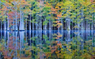 Honor the Natural Beauty of These Tremendous Trees With 15 Photographs From the Smithsonian Magazine Photo Contest | Smithsonian