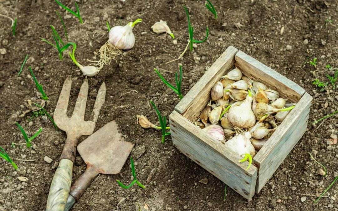 Fall Companion Planting: 7 Keys to Success, According to Experts | Bob Vila