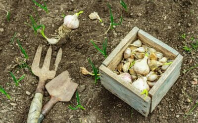 Fall Companion Planting: 7 Keys to Success, According to Experts | Bob Vila