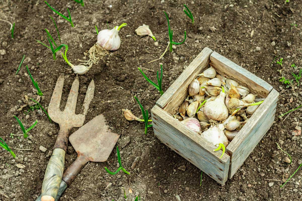 garden tools garlic bulbs