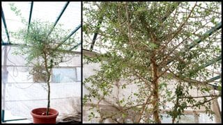 Researchers planted the ancient seed in 2010, more than 20 years after it was discovered in the Judean Desert.