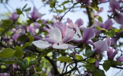 15 Types of Magnolia Trees Every DIY Landscaper Should Know | Bob Vila