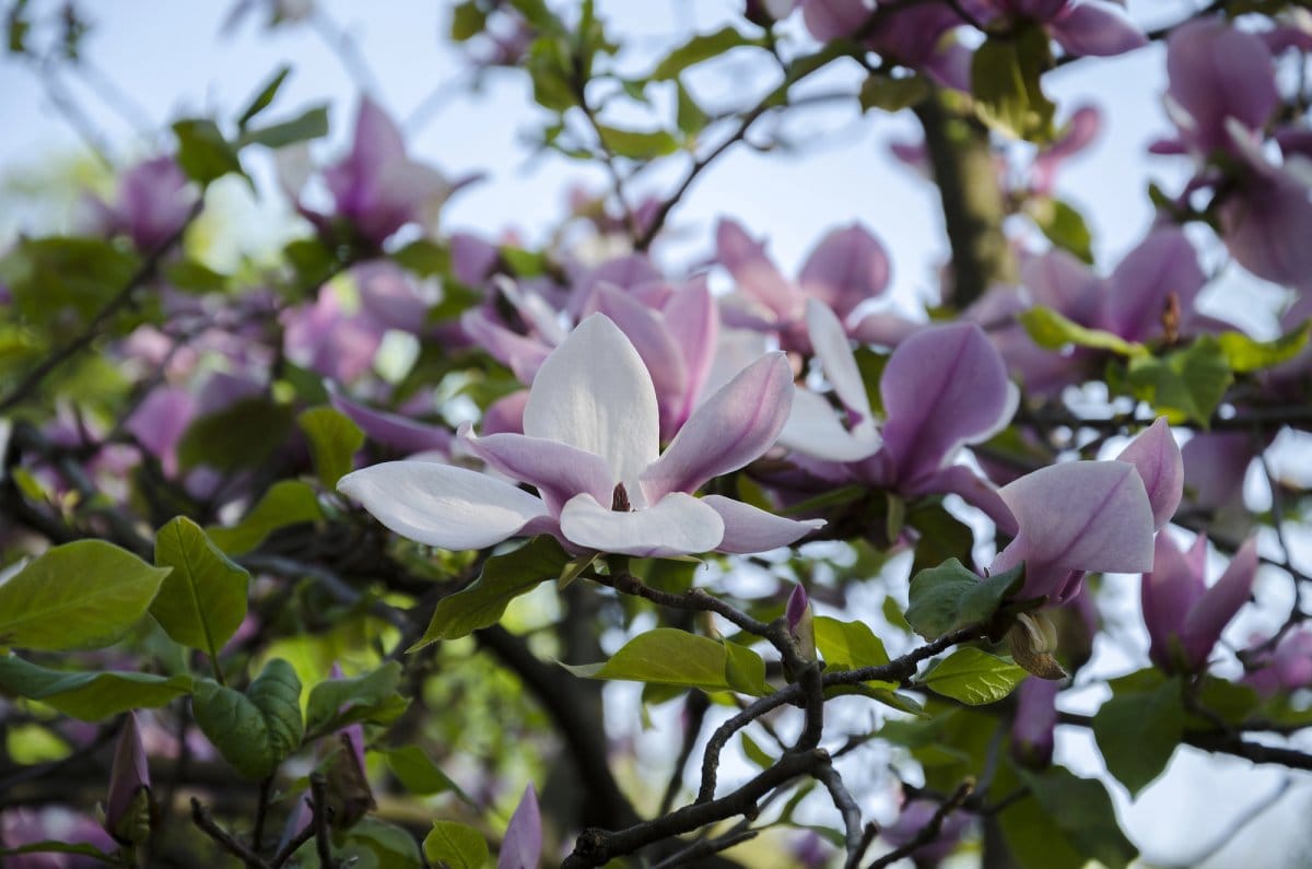 magnolia flowers in bloom