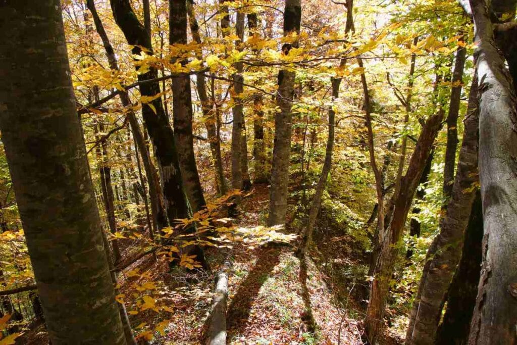 autumn