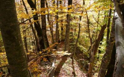 What Makes the Perfect Forest for the Perfect Autumn? | Good News Network