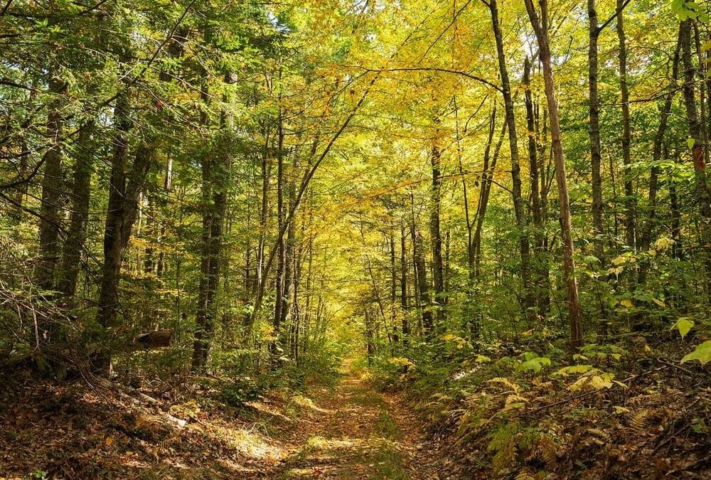 What 30 Years of Studying the New England Woods Reveals About the Colors of Changing Leaves | Smithsonian