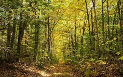 What 30 Years of Studying the New England Woods Reveals About the Colors of Changing Leaves | Smithsonian
