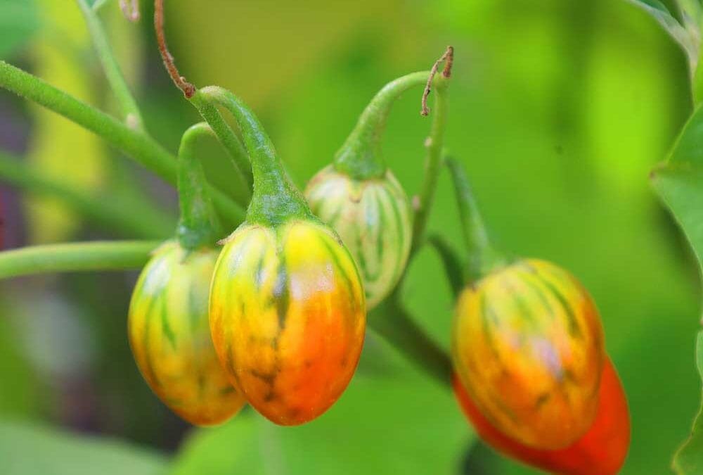 Bob Vila’s 10 “Must Do” Projects for October | Bob Vila