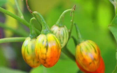 Bob Vila’s 10 “Must Do” Projects for October | Bob Vila