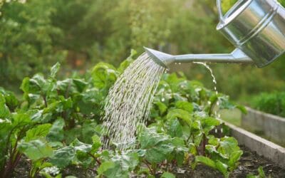 Watering Plants: How Much Should You Water, and How Often? | Bob Vila