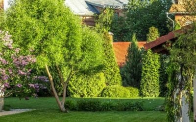 15 Best Trees and Shrubs for Privacy Around the House | Bob Vila