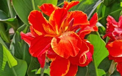 25 Easy-Care Plants That Survive With or Without You | Bob Vila