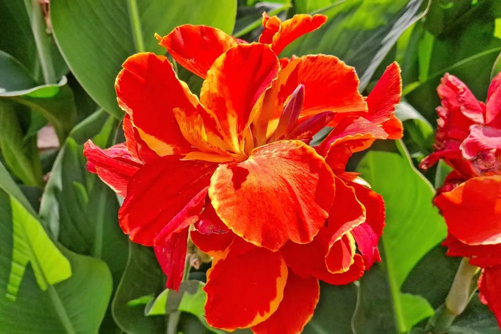 Canna Lily