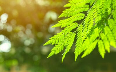 How Does Photosynthesis Work? | Discover Magazine