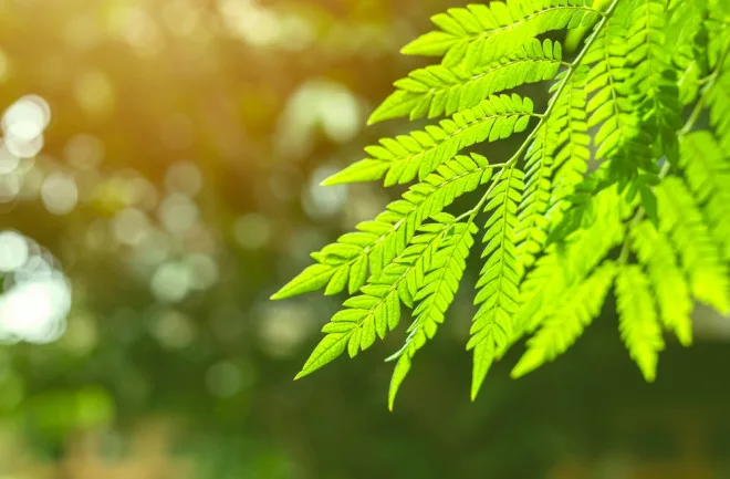 green leaves