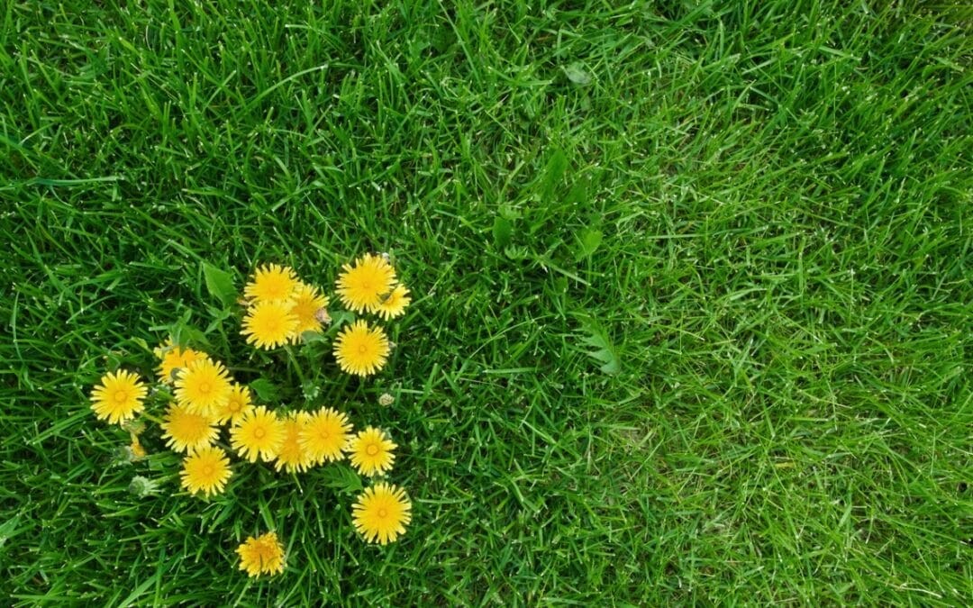 How to Get Rid of Dandelions—and Why You Might Want To | Bob Vila