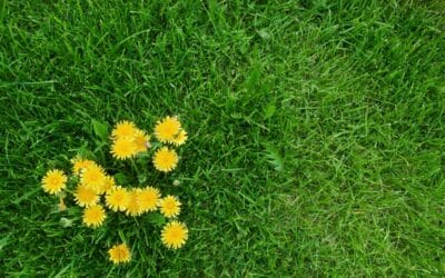 How to Get Rid of Dandelions—and Why You Might Want To | Bob Vila