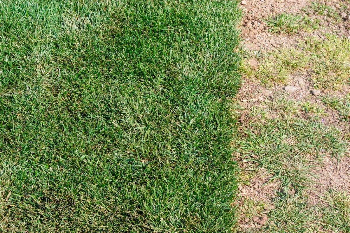 healthy vs unhealthy looking lawn