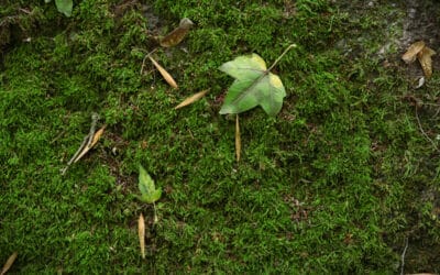 How to Get Rid of Moss in Your Lawn | Bob Vila